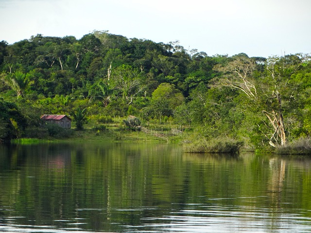 Journey Into the Wild: A Trip to the Amazon Rainforest