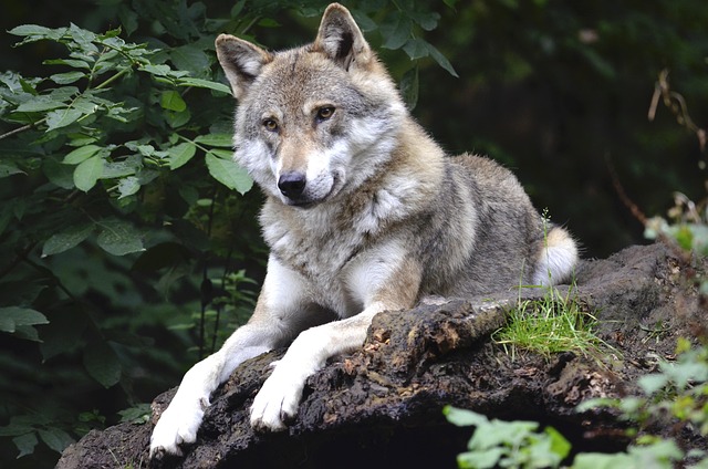 The Quietness of Wolves: Nature’s Silent Hunters